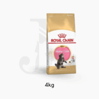 Royal canin cat Kitten Maincoon 4 kg